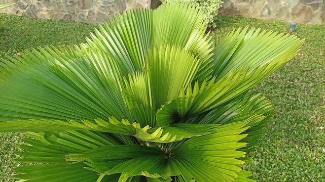Leaves of Licuala orbicularis visible from above. This plant is a palm species in the genus Licuala and is endemic to the tropics