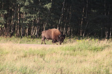 Bison At The Trees Edge, Elk Island National Park, Alberta
