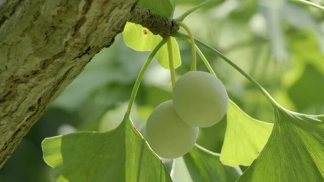Tokyo, Japan -August 3, 2024: Fresh immature gingko nuts on a tree