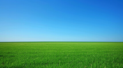 Obraz premium A large, open field of grass with a clear blue sky above. Concept of peace and tranquility