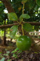 Avocado fruit on the tree, photographed under the tree.