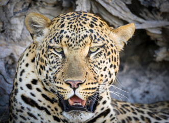 A close-up of a leopard, showcasing the intricate details of its golden-yellow fur. The leopard's piercing green eyes and slightly open mouth reveal sharp teeth, exuding a sense of power and alertness