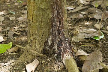 Phytophthora Canker.Phytophthora canker is another serious disease that affects avocado trees.