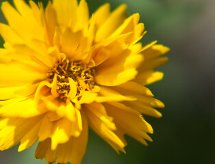 Small yellow flower