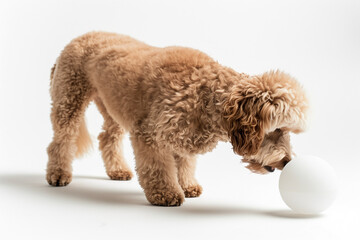 puppy sniffing a white ball on a white surface