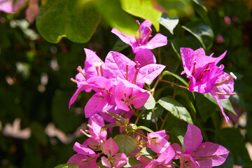 Beautiful red flowers native to Japan with green leaves from the Asian continent