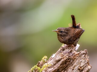 森の中で枯れ木に留まって周りを見渡しているミソサザイ