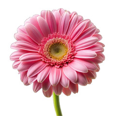 Pink daisy flower isolated on transparent background