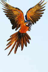 Araras de Caldas Novas - GO 