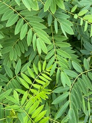 green fern background