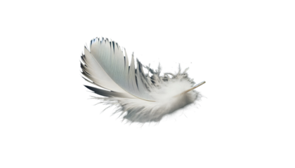 feather isolated on transparent background 
