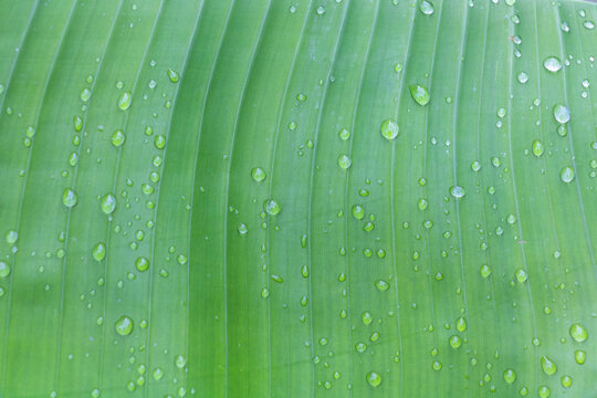 Close-up of banana leaf with water drops, texture background. Green leaves close up with natural raindrops on the surface. fresh green nature pattern