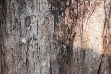 close up wood texture background