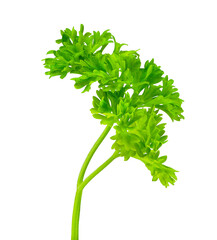 Parsley vegetable isolated on white background.