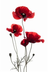 Fototapeta premium Collection of 2D and 3D Vector Flat Abstract Minimalistic Art of Flowers and Meadow Isolated on a White Background