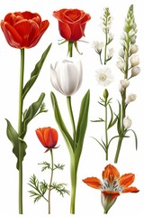 Obraz premium Collection of 2D and 3D Vector Flat Abstract Minimalistic Art of Flowers and Meadow Isolated on a White Background