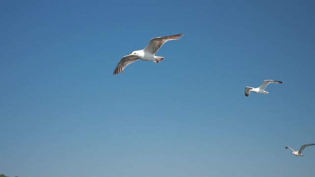 Close-up slow motion 3 seagulls flying in a clear blue sky