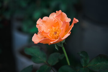 A single orange flower is the main focus of the image. The flower is surrounded by green leaves, which add a touch of color and contrast to the scene