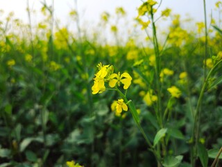 Vibrant yellow rapeseed flowers in bloom In Agriculture Field, India, Odisha