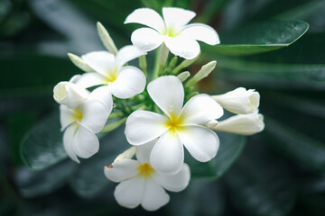 A bunch of white flowers with yellow centers. The flowers are in a green leafy bush. The flowers are in full bloom and are very pretty