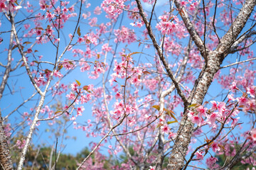 A tree with pink flowers is in front of a blue sky. Concept of beauty and tranquility, as the pink flowers