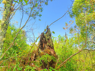 Trees in the forest