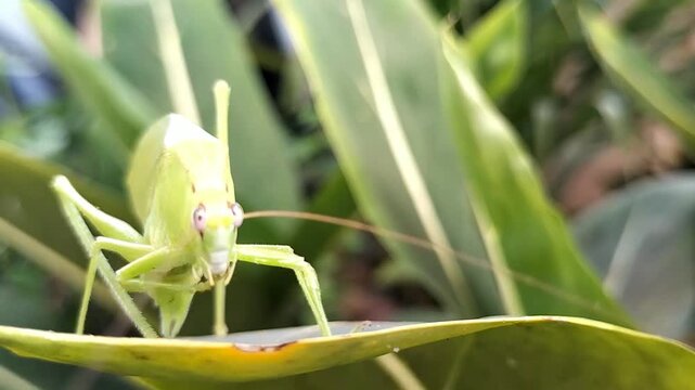 Closeup of grasshoper in the leaf