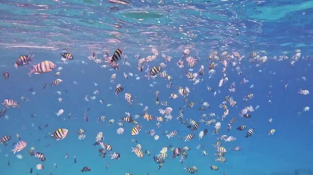 A large school of damsel fish congregate in the warm waters off the west coast of Oahu, Hawaii