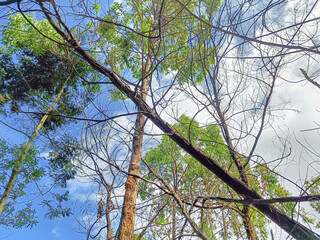 Trees in the forest