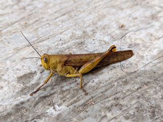 A close-up of a golden grasshopper reveals its dazzling, metallic sheen.