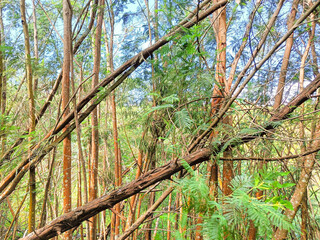 Trees in the forest