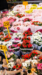 Street market stalls with plants and flowers, Rome, Italy
