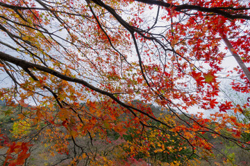 a dense forest in autumn with a variety of trees showing colorful fall foliage in shades of green, orange, and red.