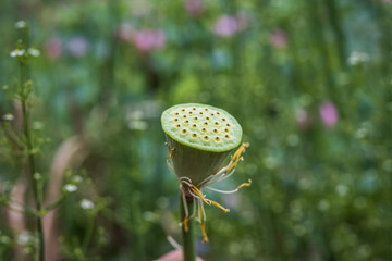 Lotus seed pod  with blurred background