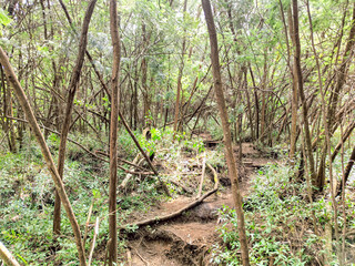 Trees in the forest