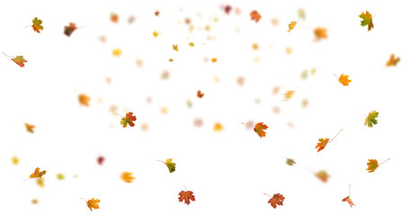 Falling autumn leaves isolated. Beautiful yellow,red,orange foliage.  Vibrant fall colors. Autumn leaves cut outs