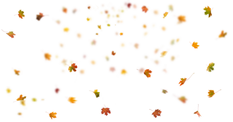 Falling autumn leaves isolated. Beautiful yellow,red,orange foliage.  Vibrant fall colors. Autumn leaves cut outs