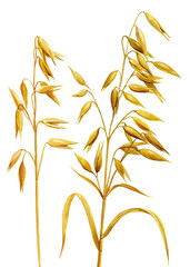 Oats isolated watercolor, realistic set cereal growing dry plant, seeds. Agriculture and harvesting wholegrain product