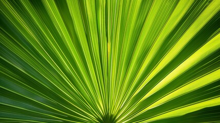 Obraz premium Green fan-shaped palm leaf pattern illuminated by sunlight in nature background