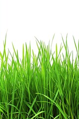 Close-Up of Fresh Green Grass Leaves on White Background, High Definition, Professional Photography, Depth of Field, Elegant and Natural