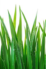 Fototapeta premium Close-Up of Fresh Green Grass Leaves on White Background, High Definition, Professional Photography, Depth of Field, Elegant and Natural