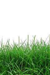 Fototapeta premium Close-Up of Fresh Green Grass Leaves on White Background, High Definition, Professional Photography, Depth of Field, Elegant and Natural