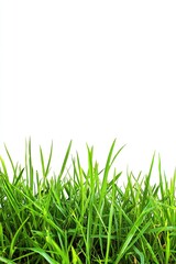 Fototapeta premium Close-Up of Fresh Green Grass Leaves on White Background, High Definition, Professional Photography, Depth of Field, Elegant and Natural