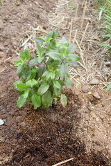 Holy basil or Sacred basil growing on ground in Thailand.