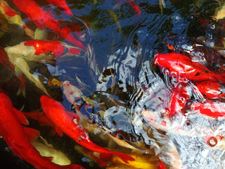 Colorful koi fish in top view for graphic design or wallpaper.