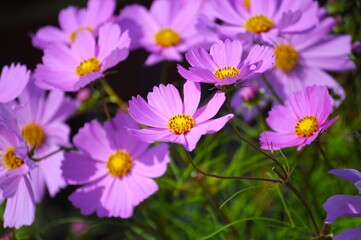 Delicate, pink cosmos flowers. 