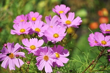 Cheerful pink flowers in the garden.