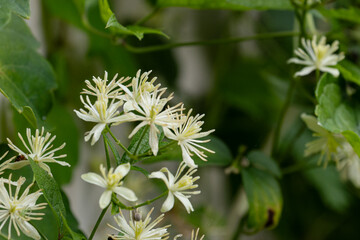 センニンソウの花01