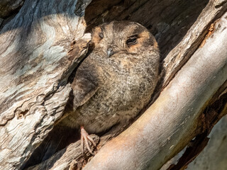 Naklejka premium Australian Owlet-nightjar - Aegotheles cristatus in Australia
