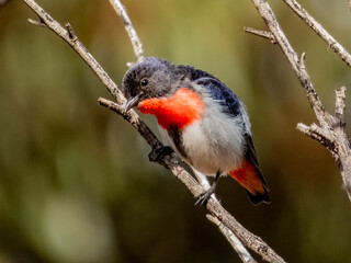 Male Mistletoebird - Dicaeum hirundinaceum in Australia